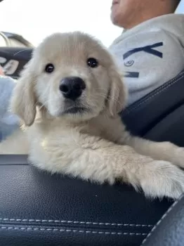 トニーくんの父親 様のお迎えした子犬