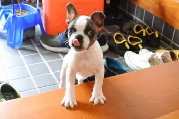 T.Ｉ 様のお迎えした子犬