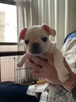 ポテパパ 様のお迎えした子犬