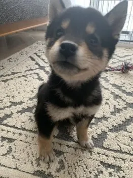 M.K 様のお迎えした子犬