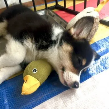 きりまろ 様のお迎えした子犬
