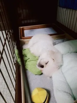S.T 様のお迎えした子犬