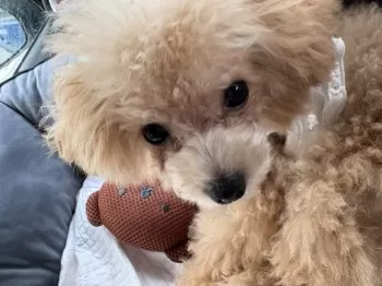 A.T 様のお迎えした子犬