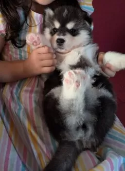 M.S 様のお迎えした子犬