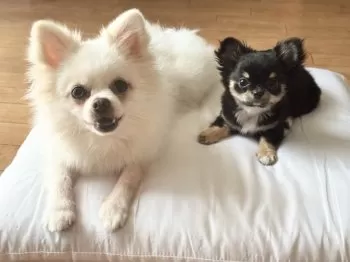 ERI 様のお迎えした子犬