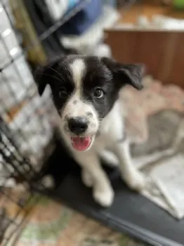 TK 様のお迎えした子犬