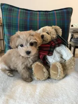 ひか 様のお迎えした子犬