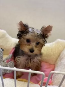 アリー 様のお迎えした子犬