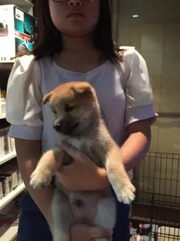 ピロピロ 様のお迎えした子犬