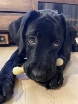 M.H 様のお迎えした子犬