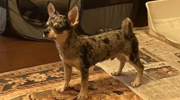 dai 様のお迎えした子犬
