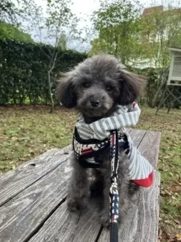 S.K 様のお迎えした子犬