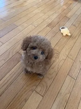 M.H 様のお迎えした子犬