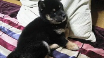 廣島の豆 様のお迎えした子犬