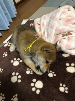 Y.Y 様のお迎えした子犬