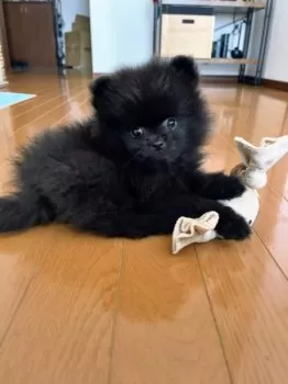 sisa 様のお迎えした子犬
