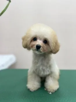 A.Ｉ 様のお迎えした子犬