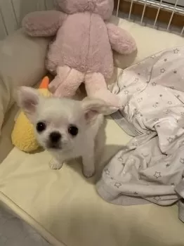 A.N 様のお迎えした子犬