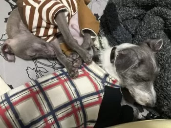 レオ 様のお迎えした子犬