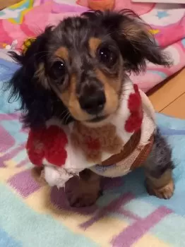 A.N 様のお迎えした子犬