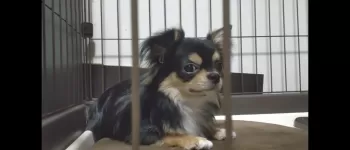 ゆう 様のお迎えした子犬