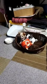 チワワ 様のお迎えした子犬