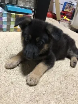 T.K 様のお迎えした子犬