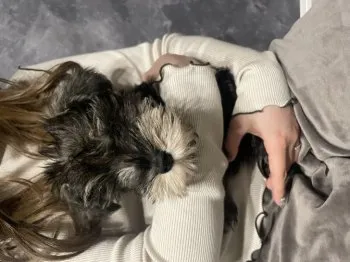 K.Y 様のお迎えした子犬