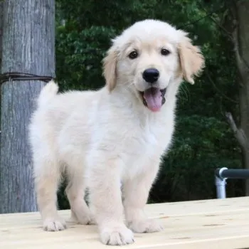 GK 様のお迎えした子犬