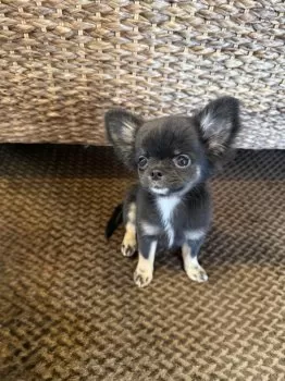 A.Y 様のお迎えした子犬