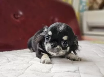 S.Ｉ 様のお迎えした子犬