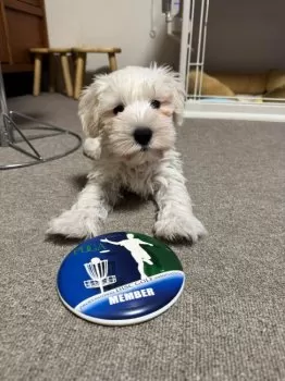 てづfam 様のお迎えした子犬