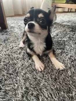 O.U 様のお迎えした子犬