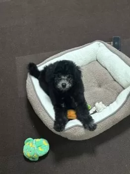 M.I 様のお迎えした子犬