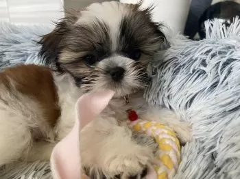 N.Y 様のお迎えした子犬