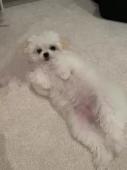 らむね 様のお迎えした子犬