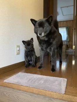 M.O 様のお迎えした子犬