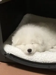 ST 様のお迎えした子犬