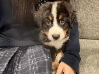 M.Y 様のお迎えした子犬