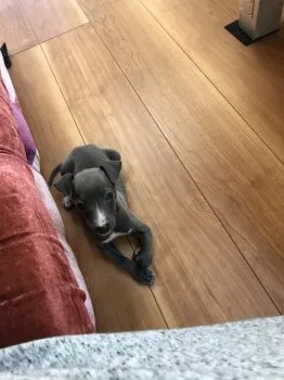 HF 様のお迎えした子犬