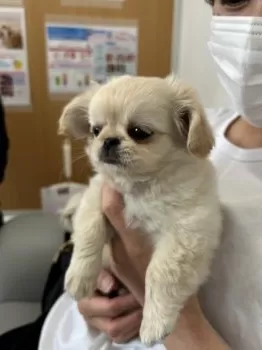 H.K 様のお迎えした子犬