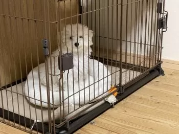 Y.I 様のお迎えした子犬
