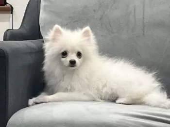 M 様のお迎えした子犬