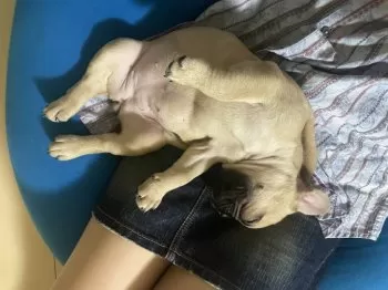 ナツコッツ 様のお迎えした子犬