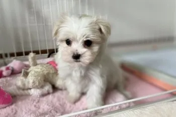 ゆきママ 様のお迎えした子犬