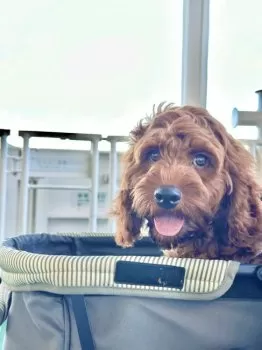 A.S 様のお迎えした子犬