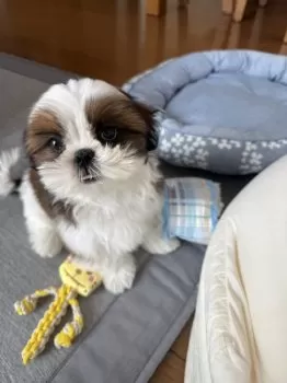 C 様のお迎えした子犬