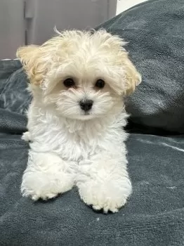 T.A 様のお迎えした子犬