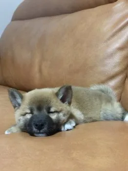 茶まめ 様のお迎えした子犬
