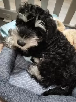 M.N 様のお迎えした子犬